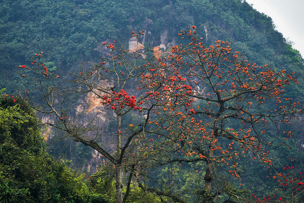 ha_noi_ruc_ro_sac_do_hoa_gao_nhung_ngay_thang_ba.-01.jpg